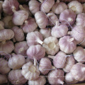 Quality Fresh Garlic Price -new crop high quality for export